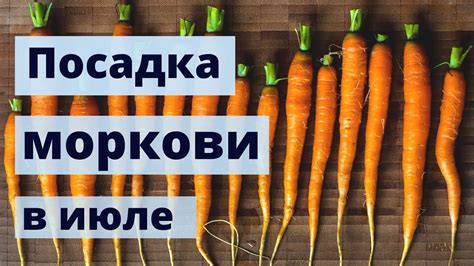 Хранение и использование свежей моркови: советы и рекомендации