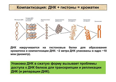 Хромосомы: компактизация и формирование делительных фигур