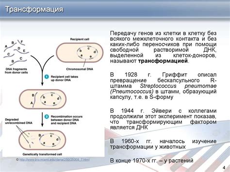 Хромосомы: основной носитель генетической информации у микроорганизмов