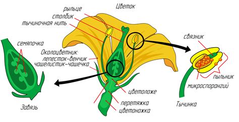 Цветы череды: окраска и строение