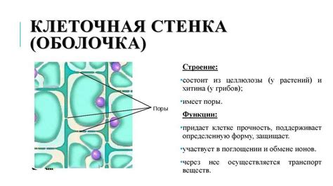 Целлюлоза как главный строительный элемент клеточной оболочки