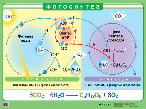 Цель поиска: причины поиска источника радости и энергии в существовании