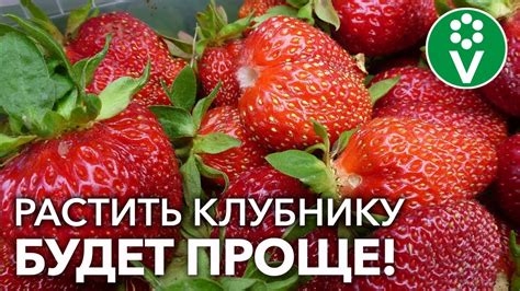 Ценность сотрудничества между свеклой и клубникой в огороде