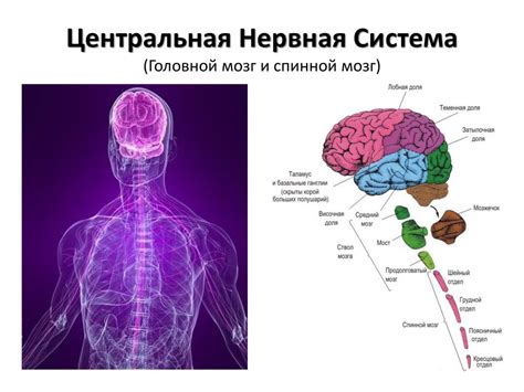 Центральная нервная система: фундаментальный пилот организма