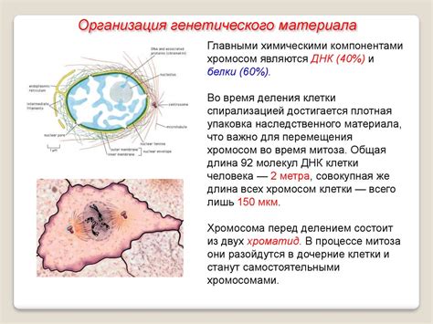 Центральное расположение генетического материала и отсутствие ядра в бактериях