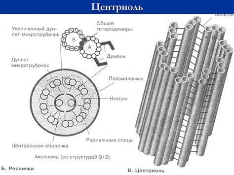 Центриоли: важная роль в процессе деления клетки и организации внутриклеточных структур