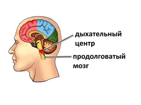 Центр управления обменом жиров в мозге