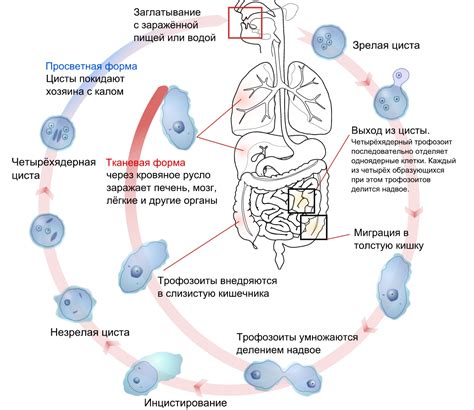 Цисты и абсцессы