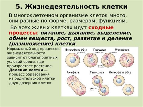 Цитокинез: процесс образования двух потомственных клеток