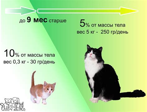 Частота мочеиспускания у кошек