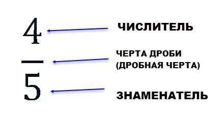 Числитель и знаменатель в дроби: суть и роль
