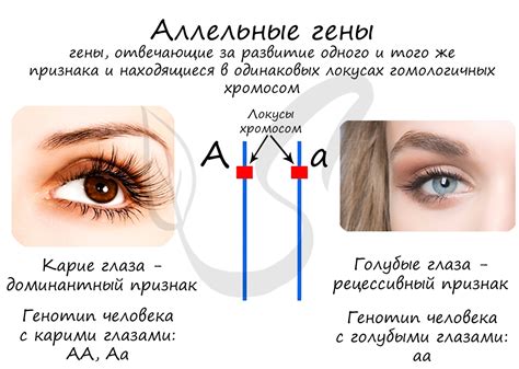 Что такое аллельные гены и как они формируются