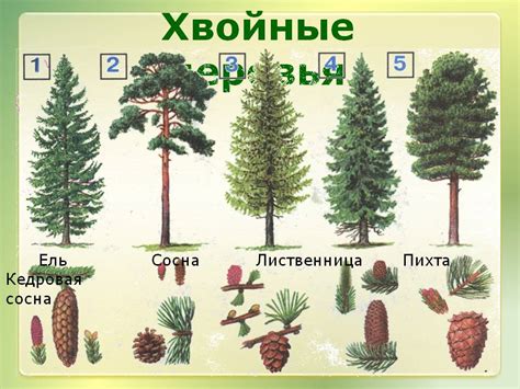 Шишки хвойных деревьев - естественный барьер для грызунов