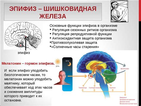 Шишковидная железа: участие в регуляции сна и состояния сознания