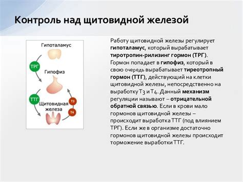 Щитовидная железа: контроль метаболических функций