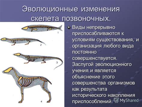 Эволюционные изменения: как рыба изменила свою анатомию