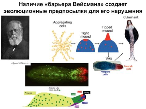 Эволюционные предпосылки