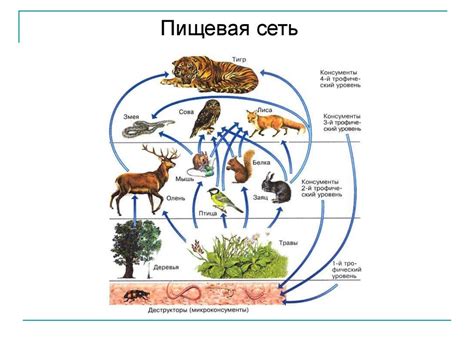 Эволюционные факторы, влияющие на разнообразие времени свечения светлячков