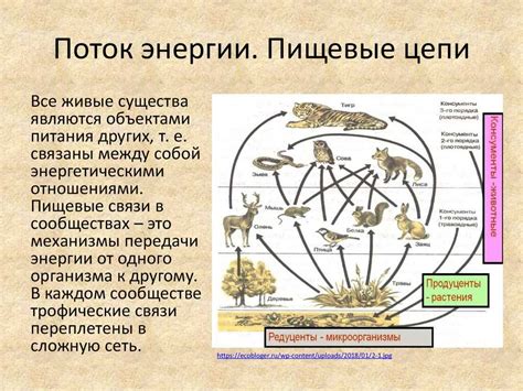 Экологическая роль и важность касаток в пищевой цепочке