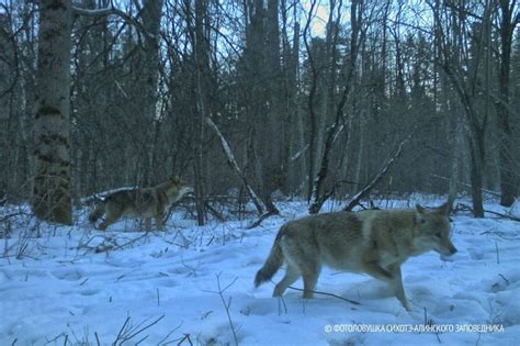 Экологические последствия снегопадной явы в ареале