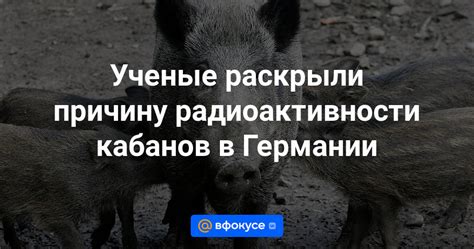 Экологические условия и предпочтения мест обитания диких кабанов в России