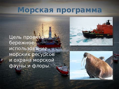 Экологическое значение приливов в России: охрана морской и флоры и фауны