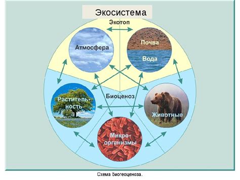 Экосистемы: ключевые структуры и функции при экологических исследованиях