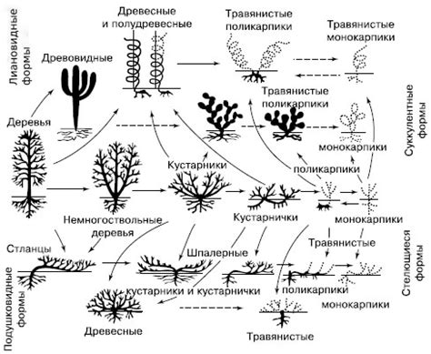 Экспериментируйте с разнообразием текстур и форм растений