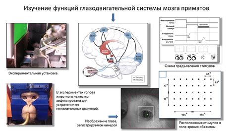 Эксперименты на приматов - комплексное изучение поведения и интеллектуальных возможностей