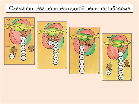 Эльонгация: продолжение синтеза аминокислотной цепи