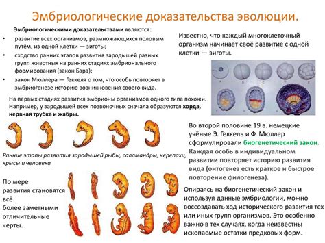 Эмбриологические исследования: отслеживание эволюции структур