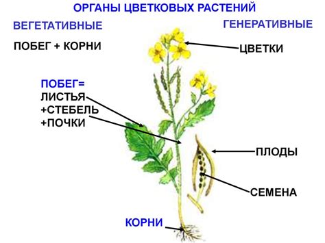 Эмергенция первобытных цветковых растений