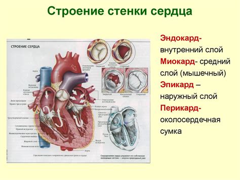 Эмоциональная составляющая: сердце имеет свои законы