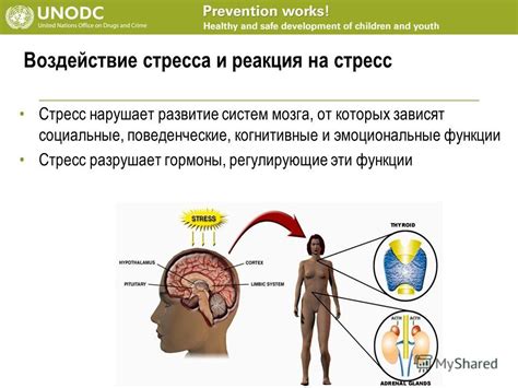 Эмоциональные центры мозга и их воздействие на когнитивные процессы