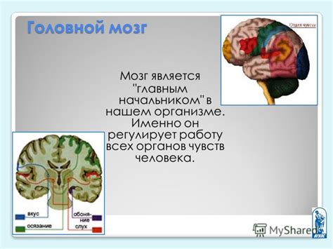 Эмоционогенез: возникновение чувств в нашем организме