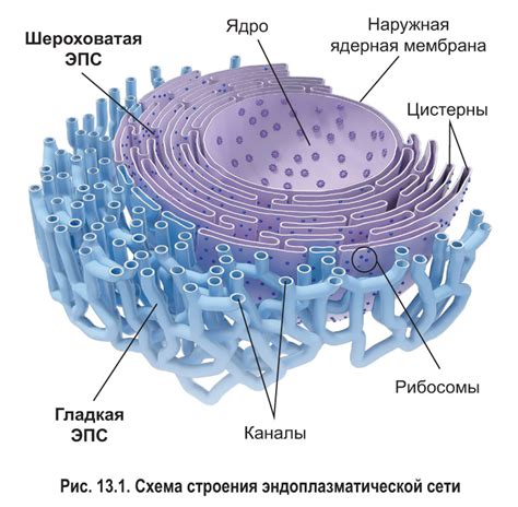 Эндоплазматическая сеть: расположение и функции