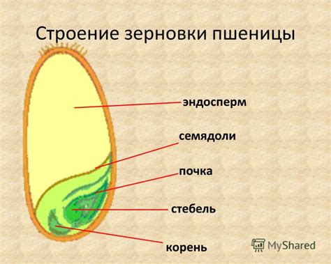 Эндосперм: желтая сокровищница зародышей
