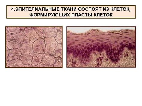 Эпителиальные ткани: защитные покровы организма