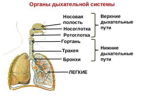 Эпителий дыхательной системы: носовая полость, трахея, легкие