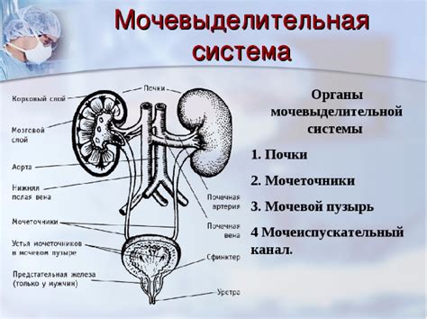 Эпителий мочеполовой системы: роль в функционировании почек, мочевого пузыря и половых органов
