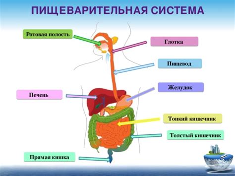 Эпителий органов пищеварительной системы: ротовая полость, желудок, кишечник
