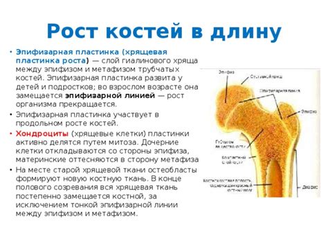 Эпифизная пластинка: область активного формирования костей у детей