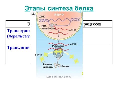 Этапы процесса синтеза белка у животных: путь от начала до конца