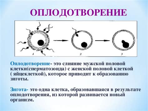 Этап оплодотворения: слияние женской клетки и мужского гаметы