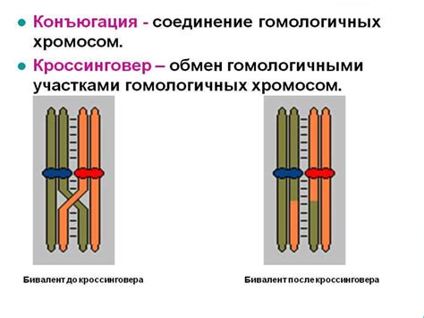 Этап 1: Синаптема и кроссинговер