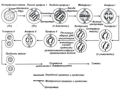 Этап 2: Расщепление хромосом