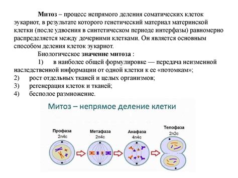 Этап 3: Двукратное деление клетки