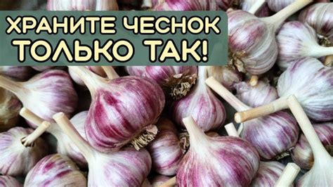 Эффективные методы упаковки чеснока для длительного хранения