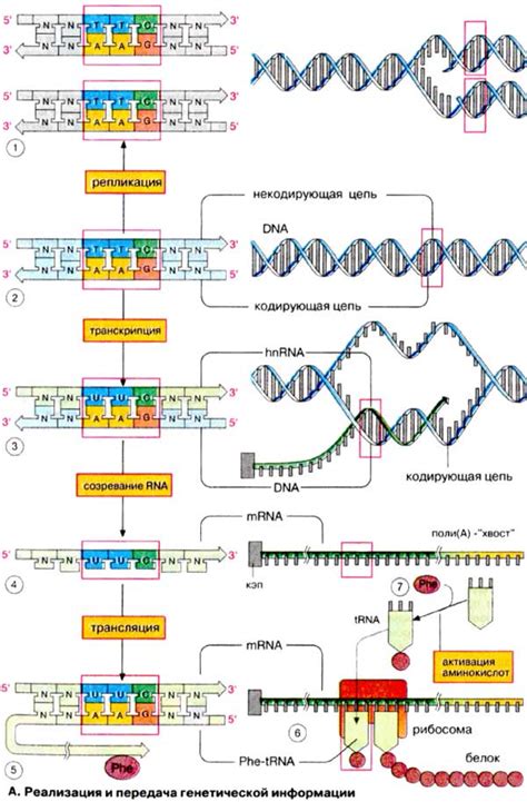 Ядерная активность в процессе образования генетической информации