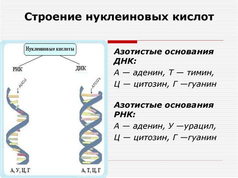 Ядерный простор: Особенности Сосуществования ДНК и РНК